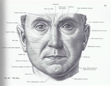 Diagram Pig Cheek Diagram Mydiagramonline