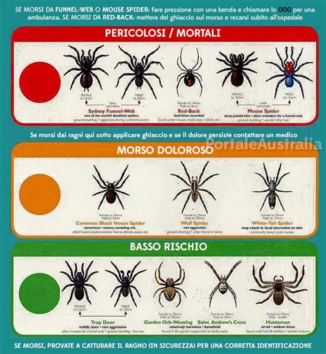 I dieci ragni più velenosi d Australia Portale Australia