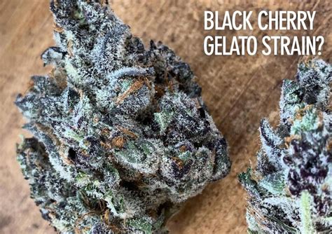 The Ultimate Weed Guide to the Black Cherry Gelato Strain