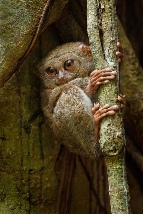 Retrato De Tarsier Espectral Espectro Del Tarsius Del Parque Nacional