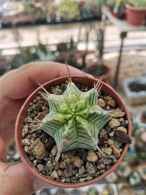 Euphorbia Meloformis Variegata Variegate In Vendita Online