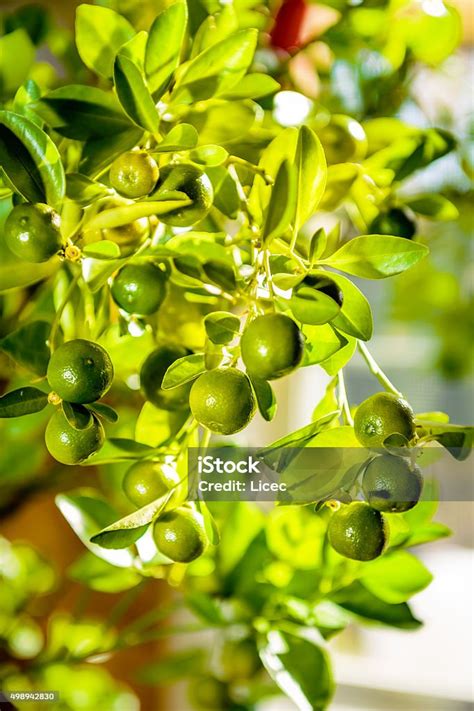 Philippine Lemon Stock Photo Download Image Now 2015 Branch