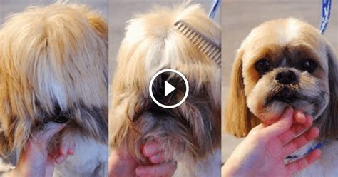 Shih Tzu Coat Care: Master the Art of Brushing and Grooming