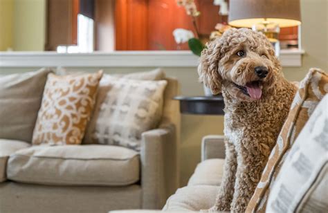 How To Design Pet Friendly Interiors Olamar Interiors