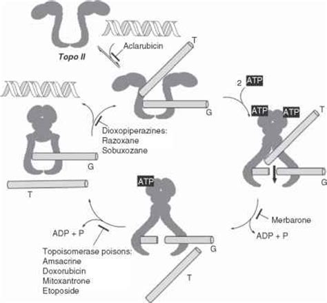 DNA Intercalators and Topoisomerase Inhibitors - Anticancer Drugs