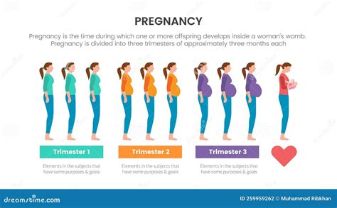 Pregnancy Infographic Concept For Slide Presentation With 3 Point List