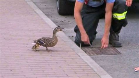 Feuerwehr Rettet Enten Virales Video DER SPIEGEL