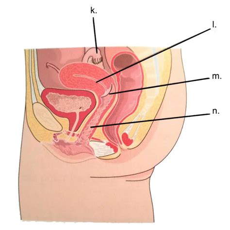 Female Reproductive Diagram Diagram Quizlet