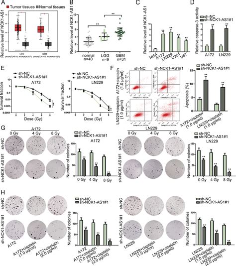 Nck1 As1 Depletion Enhances Cell Proliferation Chemoresistance And