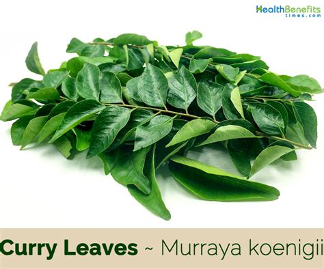 Curry Leaves Facts And Health Benefits