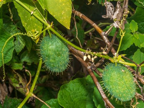 Wild Cucumber Vine Cultivation Or Control Gardeneco