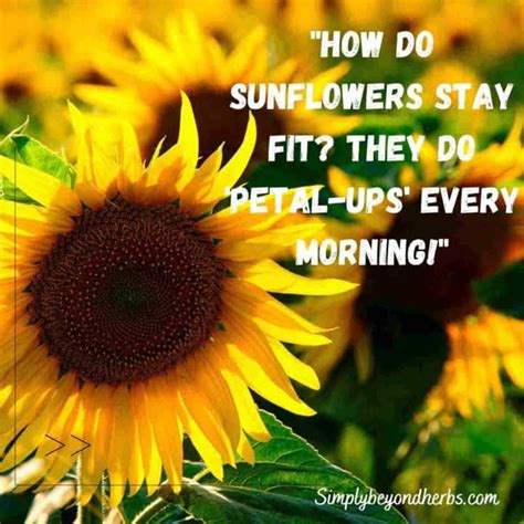 Over 300 Perfect Sunflower Captions For Instagram To Brighten