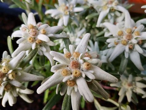 Edelweiss Flower Meaning in Love and Life - Xu Farm