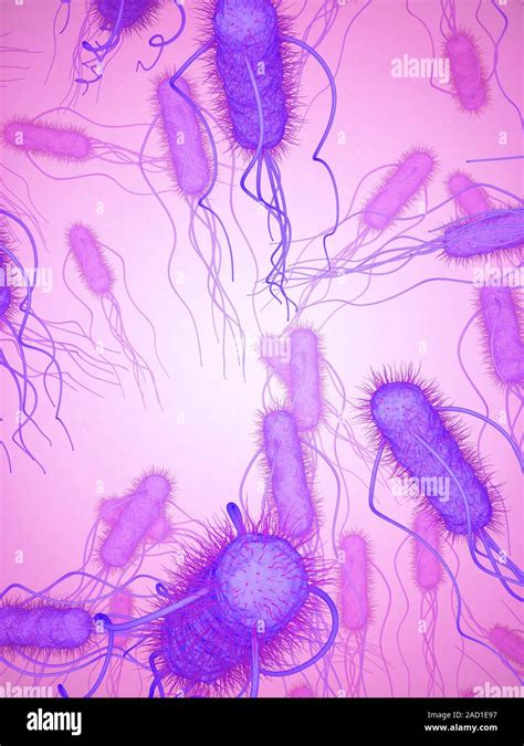 E Coli Bakterien Computer Abbildung Flagellated Escherichia Coli