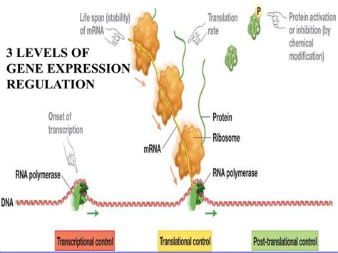 Ppt Regulation Of Gene Expression Prokaryotes Powerpoint Presentation