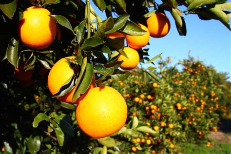 The Best Orange Groves In Florida To Pick Your Own Citrus - Florida ...