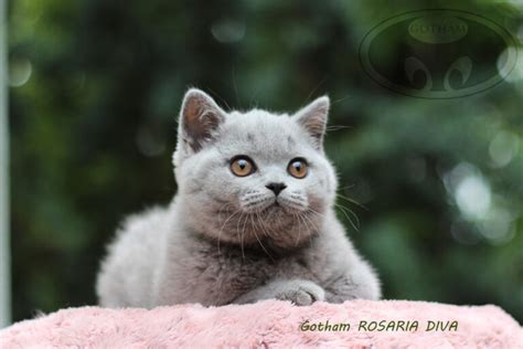 kot-brytyjski-r4 - Gotham*PL- British shorthair cattery