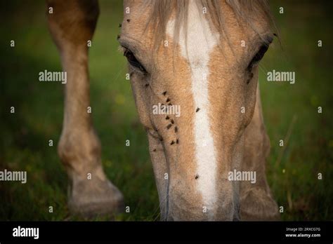 Cling Flies Face Hi Res Stock Photography And Images Alamy