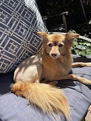 Oakland Ca Chihuahua Pomeranian Meet Nucky A Pet For Adoption