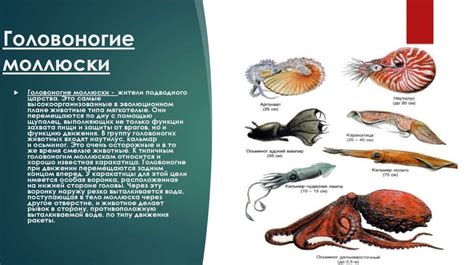 Моллюски - презентация онлайн