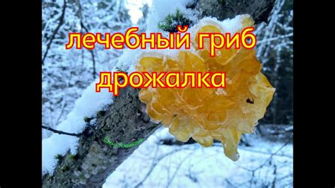 Лечебный гриб дрожалка оранжевая и рецепты Orange medicinal mushroom ...