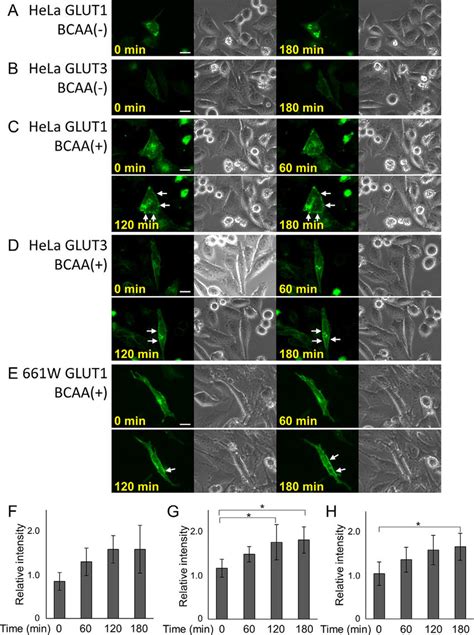 BCAAs Promoted Glucose Transporters GLUT Translocation To The Plasma