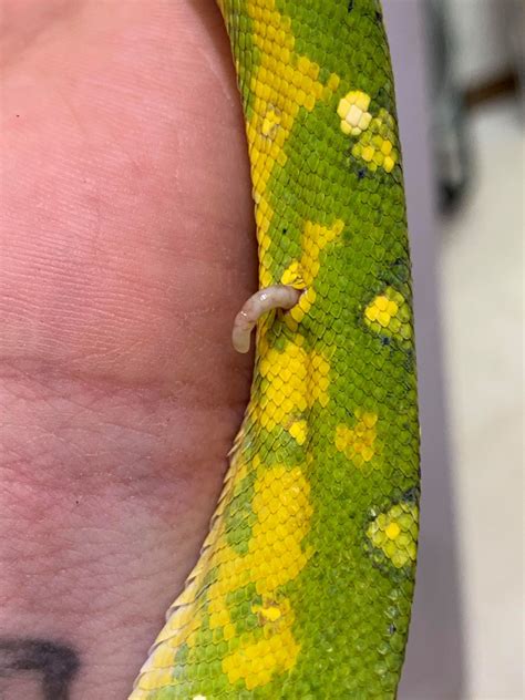 Subcutaneous Skin Worm On A Green Tree Python Rwtf