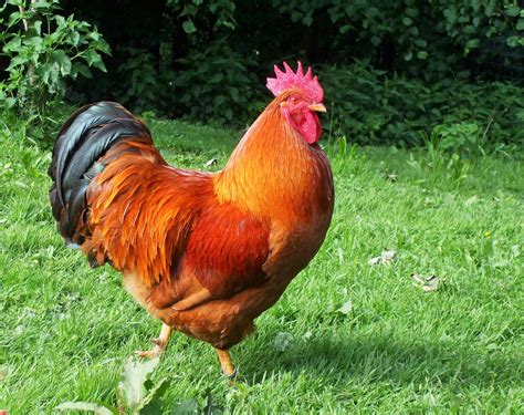 New Hampshire Red For Sale Chickens Breed Information Omlet