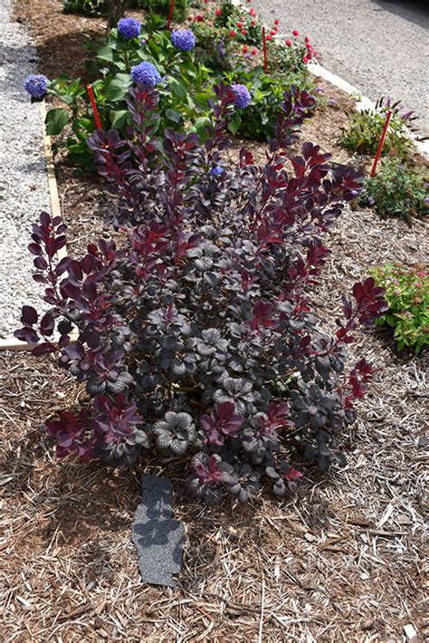 Winecraft Black Smokebush Cotinus Coggygria Ncco1 In Naperville