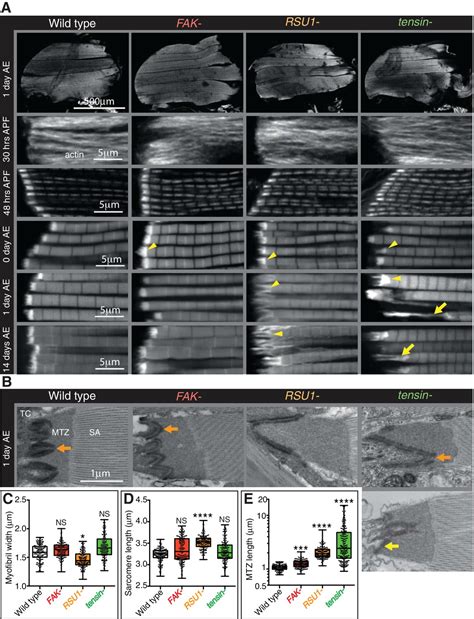 Figures And Data In Novel Functions For Integrin Associated Proteins