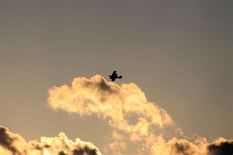 Free Images Silhouette Bird Wing Cloud Sky Sunset Vintage