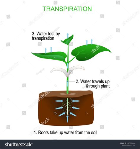 13189 Evaporation Transpiration Images Stock Photos And Vectors
