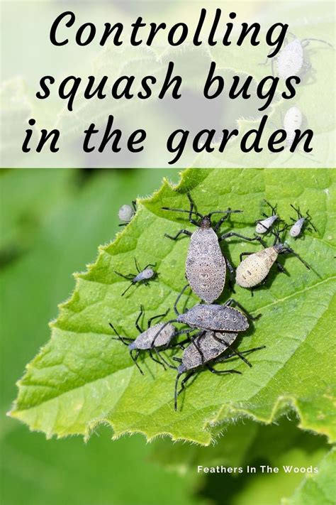 How To Control Squash Bugs In The Garden Squash Bugs Squash Bugs