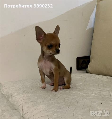 чихуахуа в Чихуахуа в гр. Севлиево - ID43702531 — Bazar.bg