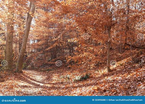 Autumn Forest In Rock Creek Park Washington Dc United States Stock