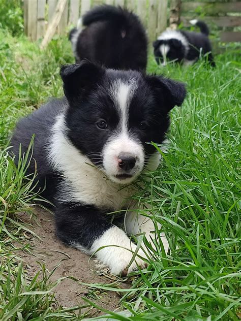 Szczeniaki Border Collie Nied Wied Olx Pl