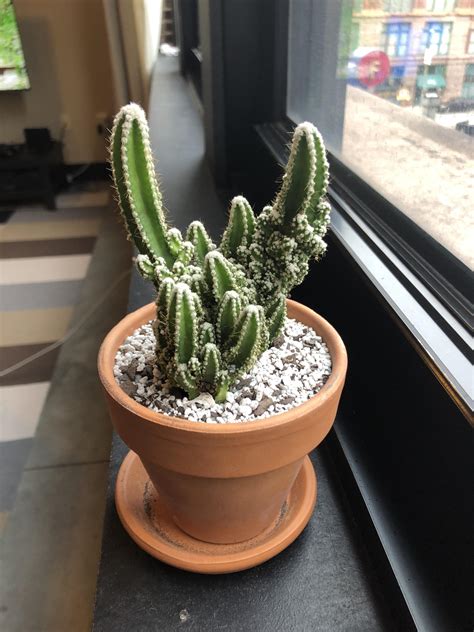 Such an interesting cactus! : r/cactus