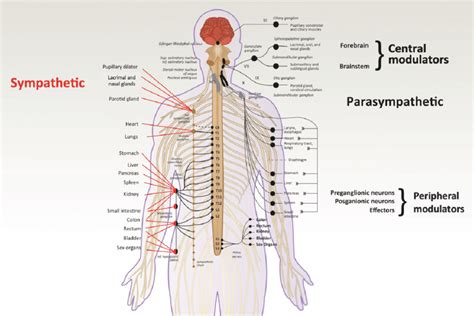 The Autonomic Nervous System Configuration The Autonomic Nervous