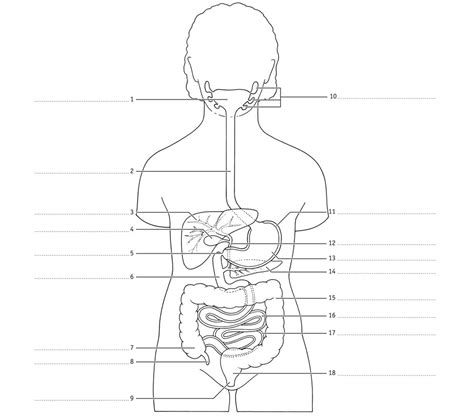 Diagram Biologie Organen Van Vertering Quizlet