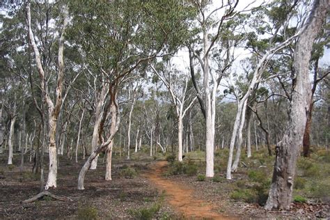 Dryandra Woodland National Park