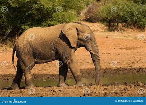 African Bush Elephant Loxodonta Africana Drinking Water Stock Image Image Of African Safari