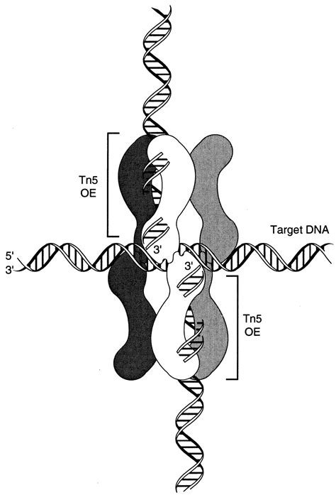 Tn5 IS50 Target Recognition PNAS