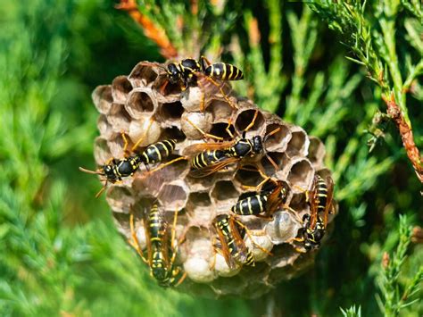 8 Expert Tips For Getting Rid Of Wasps In Your Garden Seriable