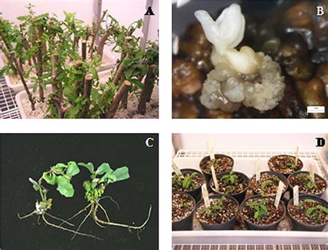 Initiation Of Somatic Embryogenesis And Plant Regeneration From Leaf