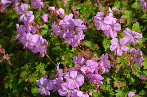 Do Deer Eat Geraniums The Most Deer Resistant Geranium Varieties