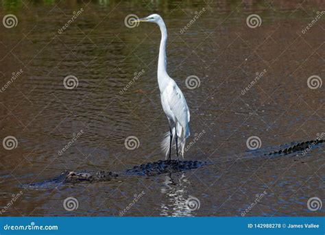 Great Egret Hitching A Ride On An Alligator Stock Photo Image Of