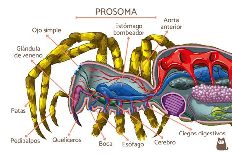 Partes De Una Ara A Externas E Internas Anatom A Con Dibujos