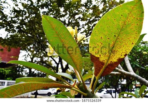 Plumeria Leaves Rust Disease Caused By Stock Photo Edit Now 1875526339