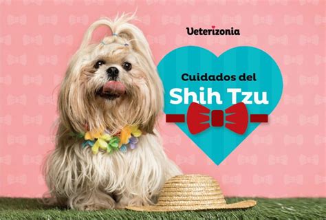 Cuidados Del Shih Tzu Todo Lo Que Debes Saber Veterizonia Shop