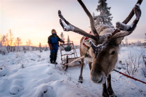 Reindeer Sledding In The Arctic Circle David Evans Photographer